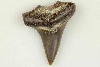 Fossil Shark (Cretodus) Tooth - Carlile Shale, Kansas #203284