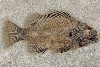 Stunning, Fossil Fish (Priscacara) - Green River Formation #203201