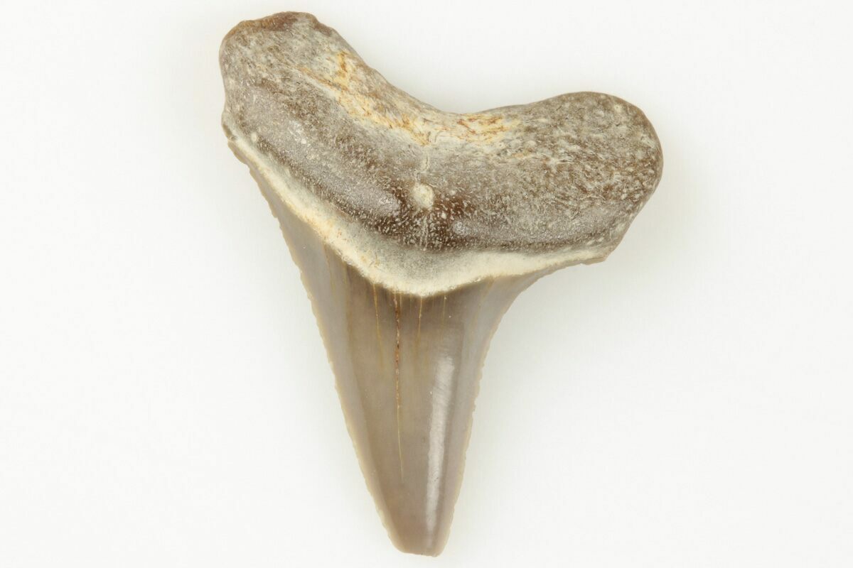 .8" Fossil Shark (Cretodus) Tooth Carlile Shale, Kansas (203291) For