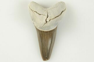 1.37" Cretaceous Ginsu Shark (Cretoxyrhina) Tooth - Kansas - Fossil #203308