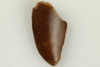 Bargain, .55" Raptor Tooth - Real Dinosaur Tooth - Fossil #203380