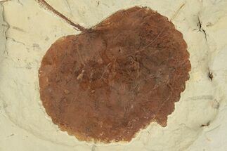 3.15" Fossil Leaf (Zizyphoides) - Montana - Fossil #203353