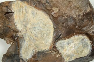 Two Fossil Ginkgo Leaves From North Dakota - Paleocene - Fossil #201222