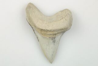1.95" Cretaceous Ginsu Shark (Cretoxyrhina) Tooth - Kansas - Fossil #203324