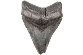 3.38" Fossil Megalodon Tooth - South Carolina - Fossil #203144