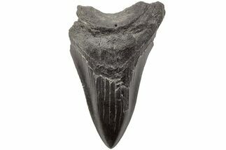 Bargain, 4.01" Fossil Megalodon Tooth - South Carolina - Fossil #203163