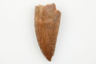 Serrated, .8" Raptor Tooth - Real Dinosaur Tooth - Fossil #203504