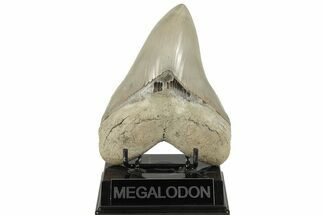 Exceptional, Fossil Megalodon Tooth - Aurora, North Carolina #203563