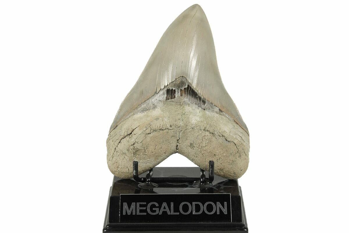 Exceptional, Fossil Megalodon Tooth - Aurora, North Carolina #203563