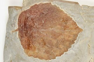 3.7" Fossil Leaf (Davidia) - Montana - Fossil #203347