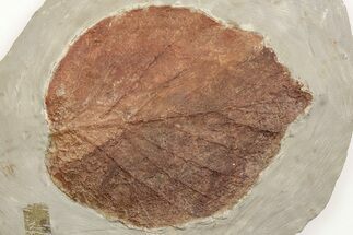 3.35" Fossil Leaf (Davidia) - Montana - Fossil #203551