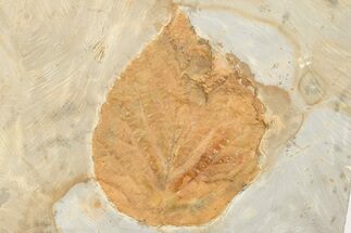 2.35" Fossil Leaf (Davidia) - Montana - Fossil #203559