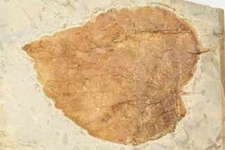 2.45" Fossil Leaf (Davidia) - Montana - Fossil #203560