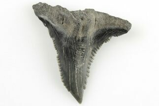 1.3" Snaggletooth Shark (Hemipristis) Tooth - Aurora, NC - Fossil #203565