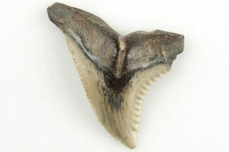 1.3" Snaggletooth Shark (Hemipristis) Tooth - Aurora, NC - Fossil #203591