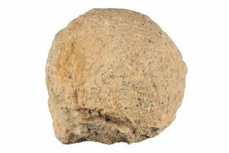 1.7" Silurain Fossil Sponge (Astraeospongia) - Tennessee - Fossil #203685