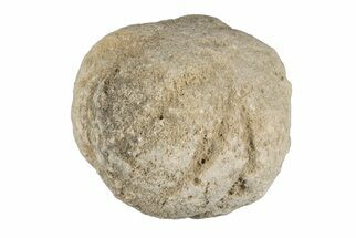 Silurain Fossil Sponge (Astraeospongia) - Tennessee #203692