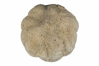 1.15" Silurain Fossil Sponge (Astraeospongia) - Tennessee - Fossil #203700