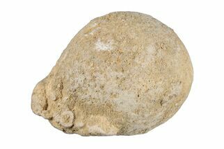 Silurain Fossil Sponge (Astraeospongia) - Tennessee #203717