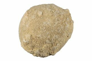 Silurain Fossil Sponge (Astraeospongia) - Tennessee #203718