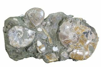 Impressive, Fossil Ammonite Cluster - Madagascar #74850