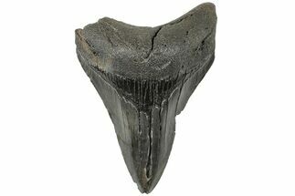 Serrated, Fossil Megalodon Tooth - South Carolina #203088