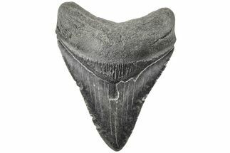 Serrated, 3.68" Fossil Megalodon Tooth - South Carolina - Fossil #203100