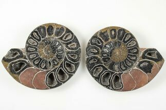 3.4" Cut/Polished Ammonite (Phylloceras?) Pair - Unusual Black Color - Fossil #166017