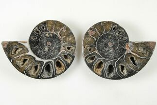 3.1" Cut/Polished Ammonite (Phylloceras?) Pair - Unusual Black Color - Fossil #166019