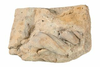Ordovician Gastropod (Lophospira) Fossil - Wisconsin #203675
