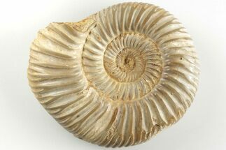 2.4" Polished Jurassic Ammonite (Perisphinctes) - Madagascar - Fossil #203866