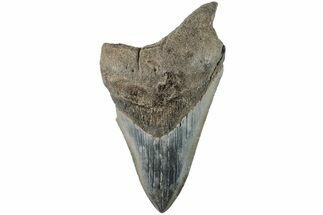 4.45" Partial, Fossil Megalodon Tooth - Serrated Blade - Fossil #194021