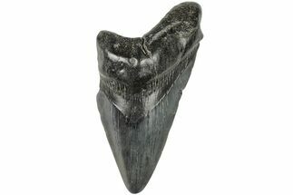 4.39" Partial, Fossil Megalodon Tooth  - Fossil #194051