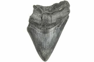 3.44" Partial Megalodon Tooth - Fossil #194057