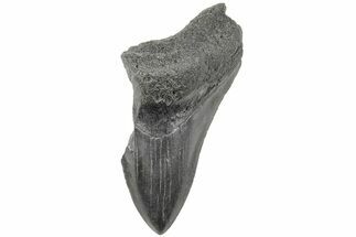 3.56" Partial Megalodon Tooth - Fossil #194060