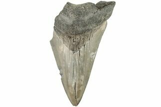 Partial Megalodon Tooth - South Carolina #194032