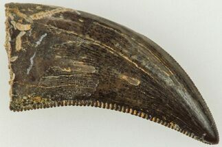 Serrated, Dromaeosaurid Theropod (Acheroraptor) Tooth - Montana #204047