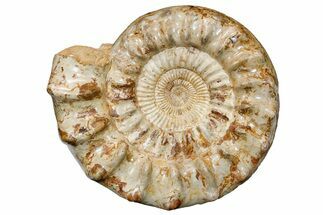 Huge 17" Jurassic Ammonite (Kranosphinctites?) Fossil - Madagascar - Fossil #175802