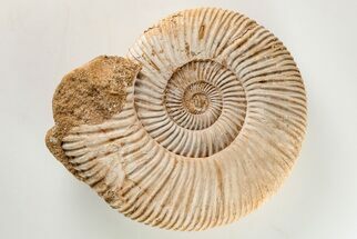 4.1" Jurassic Ammonite (Perisphinctes) Fossil - Madagascar - Fossil #203948
