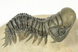 3" Crotalocephalina Trilobite - Atchana, Morocco - Fossil #204074