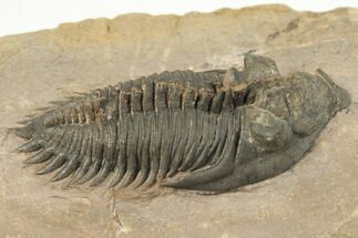 Bargain, 1.85" Metacanthina Trilobite - Lghaft, Morocco - Fossil #204078