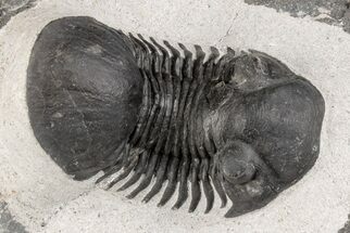 2" Paralejurus Trilobite Fossil - Ofaten, Morocco - Fossil #204217
