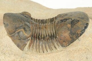 1.7" Paralejurus Trilobite Fossil - Foum Zguid, Morocco - Fossil #204223