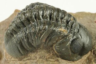 1.5" Detailed Reedops Trilobite - Atchana, Morocco - Fossil #204121