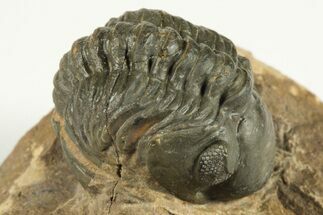 1.1" Detailed Reedops Trilobite - Atchana, Morocco - Fossil #204130