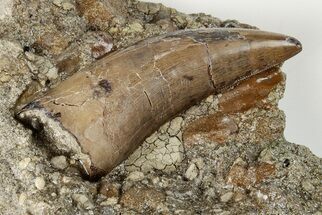 Serrated Tyrannosaur Tooth in Situ - Judith River Formation #200259