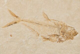 4.5" Fossil Fish (Diplomystus) - Wyoming - Fossil #204469