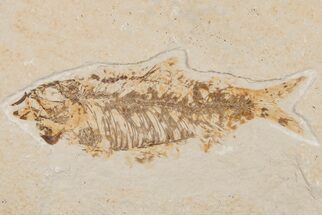 4.35" Detailed Fossil Fish (Knightia) - Wyoming - Fossil #204477