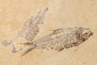 Two Detailed Fossil Fish (Knightia) - Wyoming - Fossil #204505