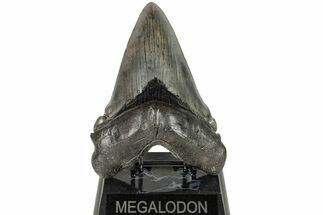 Serrated, 6.07" Fossil Megalodon Tooth - Massive SC Meg! - Fossil #204581